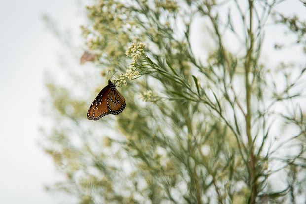 Butterfly eating near McAllen Texas