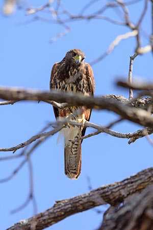 red shouldered hawk near McAllen TX