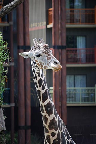 Giraffe at the Animal Kingdom Lodge photo by Ahodges7