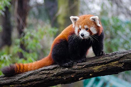 Red panda at the Knoxville Zoo