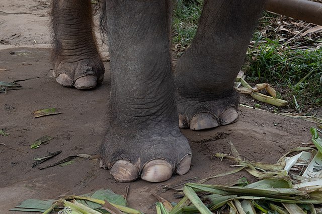 Asian Elephant feet photo by Elizabeth F Chamberlaina
