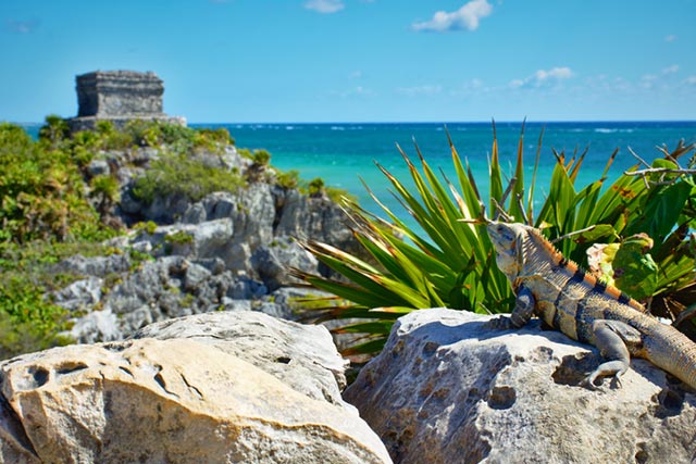 iguana looks over Maya ruins and the ocean in EcoTulum