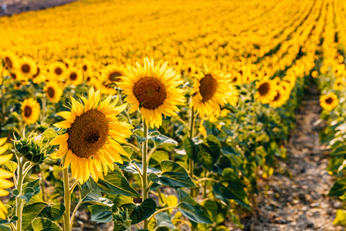 sunflower fields in France
