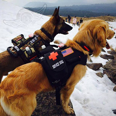 warm service dogs in the snow